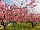 勿来火力発電所 河津桜