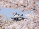 春の松山城