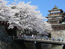 【春】諏訪の高島城と桜の風景。非常に綺麗です
