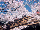 【春】高遠城址公園の桜、有名スポットの1つです