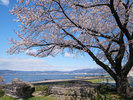 【春】諏訪湖畔の桜風景。散策にもぴったり!