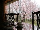 【1Fラウンジ】春はロビーから桜が眺められます。