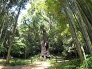 【武雄の大楠】全国巨木第7位にランクし、樹齢3000年以上で、市の天然記念物に指定されています。