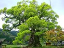 【川古の大楠】全国巨木第5位にランクし、樹齢3000年以上と言われ、国の天然記念物に指定されています。