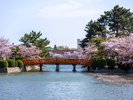 ◆九華公園(桜の名所)