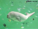 ◆鳥羽水族館