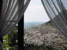 3月下旬〜4月初めのお部屋からの眺望。宿前の桜並木が満開できれい