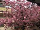 当館裏側の河津桜は夜はライトアップされます。裏口の扉を開けたらすぐお花見ができる隠れフォトスポット!