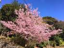 当館東側の河津桜