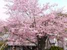 河津桜原木