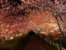 2026年の河津桜まつりは2月7日〜3月8日開催!!当館から車7分。