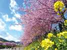 河津桜と菜の花