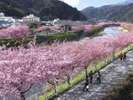 2026年の河津桜まつりは2月7日〜3月8日開催!!当館から車7分。