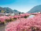 2026年の河津桜まつりは2月7日〜3月8日開催!!当館から車7分。