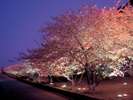 2026年の河津桜まつりは2月7日〜3月8日開催!!当館から車7分。