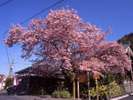 河津桜原木