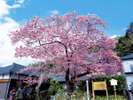 河津桜原木
