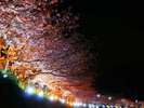 2026年の河津桜まつりは2月7日〜3月8日開催!!当館から車7分。
