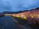 2026年の河津桜まつりは2月7日〜3月8日開催!!当館から車7分。