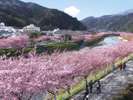 2026年の河津桜まつりは2月7日〜3月8日開催!!当館から車7分。