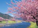2026年の河津桜まつりは2月7日〜3月8日開催!!当館から車7分。