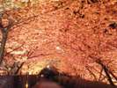 2026年の河津桜まつりは2月7日〜3月8日開催!!当館から車7分。