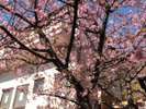東・西の湯へ向かう連絡通路にある河津桜