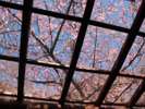 貸切温泉【SAKURA】河津桜天井を見ながらごゆっくりおくつろぎください
