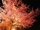 当館東側の河津桜ライトアップの様子