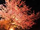 当館東側の河津桜ライトアップの様子