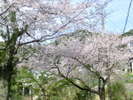 当館からの風景。4月には周辺山々に咲くソメイヨシノがご覧頂けます。
