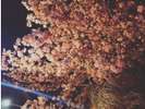 当館東側の河津桜のライトアップ。幻想的な世界をご堪能下さい。