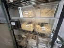 【世界のカブトムシ・クワガタ館】世界のクワガタ達A