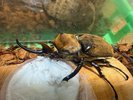 【世界のカブトムシ・クワガタ館】ゾウカブト115.1o
