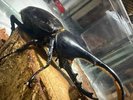 【世界のカブトムシ・クワガタ館】ヘラクレス