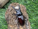 【世界のカブトムシ・クワガタ館】ドンキエルコクワガタ