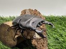 【世界のカブトムシ・クワガタ館】スマトラオオヒラタ
