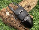 【世界のカブトムシ・クワガタ館】パラワンオオヒラタクワガタ