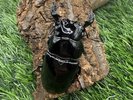 【世界のカブトムシ・クワガタ館】タランドゥスオオツヤクワガタ