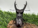 【世界のカブトムシ・クワガタ館】マンディブラリスフタマタクワガタ
