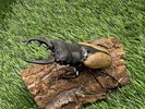 【世界のカブトムシ・クワガタ館】ブルーマイスターオオツヤクワガタ
