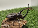 【世界のカブトムシ・クワガタ館】ネプチューンオオカブト