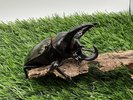【世界のカブトムシ・クワガタ館】コーカサスオオカブト