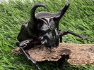【世界のカブトムシ・クワガタ館】コーカサスオオカブト
