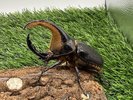 【世界のカブトムシ・クワガタ館】サタンオオカブト