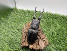 【世界のカブトムシ・クワガタ館】ギラファノコギリクワガタ