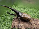 【世界のカブトムシ・クワガタ館】ヘラクレスオオカブト