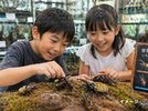 【世界のカブトムシ・クワガタ館】エサやりやふれあいをお楽しみください。