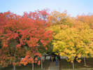 閑谷学校の有名な楷の木。10月下旬頃から色付きます。ホテルより約90分。