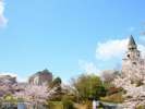 バレンタインパークに咲き誇るソメイヨシノ。桜トンネル、桜坂などなど隠れたお花見スポットです♪